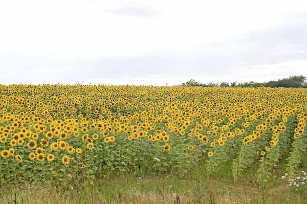 Girasoli in Borgogna