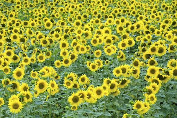 Girasoli in Borgogna