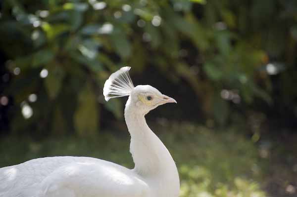 Fontainebleau: un pavone bianco