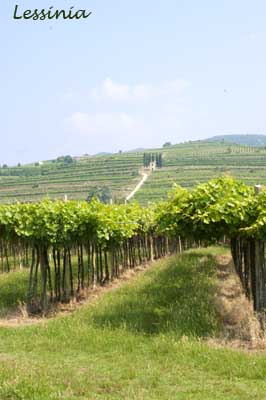 Lessinia presso Soave