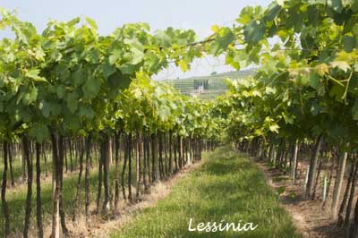 Lessinia presso Soave