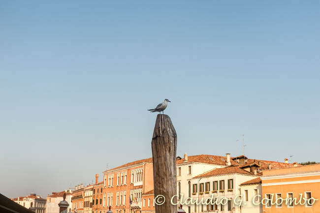 Venezia